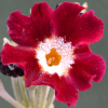 Primula Auricula Old Red Dusty Miller - Abriachan Nurseries